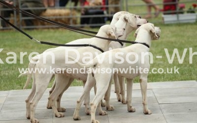 West Country Harriers at Peterborough 2017