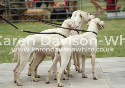 IMG_1152Taunton Vale Banwell, Battle, Bailey Baffle won Hound Group Class karendavisonwhite