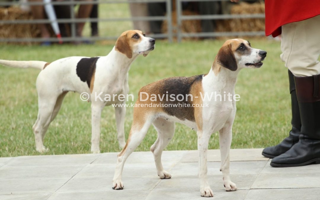 Peterborough 2017 shots from the Harrier ring take two