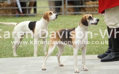 Peterborough 2017 shots from the Harrier ring take two