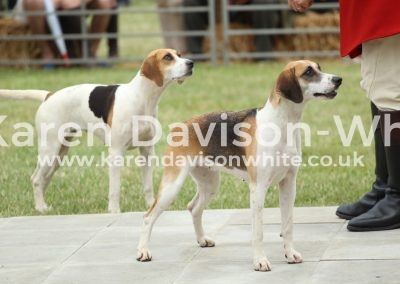 IMG_1157top Holcombe Disco Best Harrier in show PFC res. karendavisonwhite