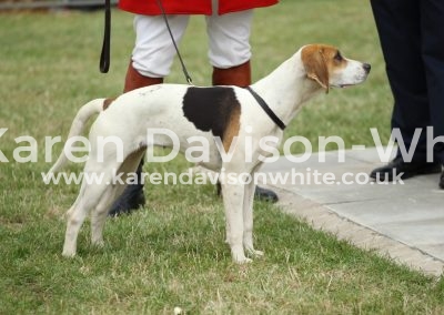 IMG_1173Holcombe Disco best in show karendavisonwhite