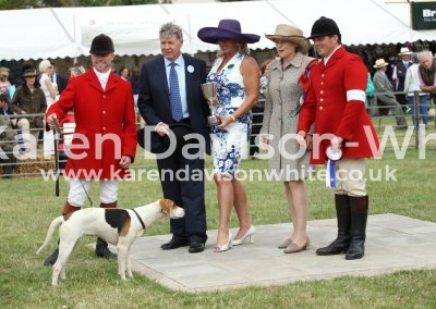 IMG_1174Stud Book Harrier Bitch hound Champ. Holcombe Disco karendavisonwhite