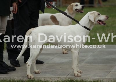 IMG_1186West Country Harrier Bitch Hound champ. Axe Vale Biscuit res. TV Waitress karendavisonwhite