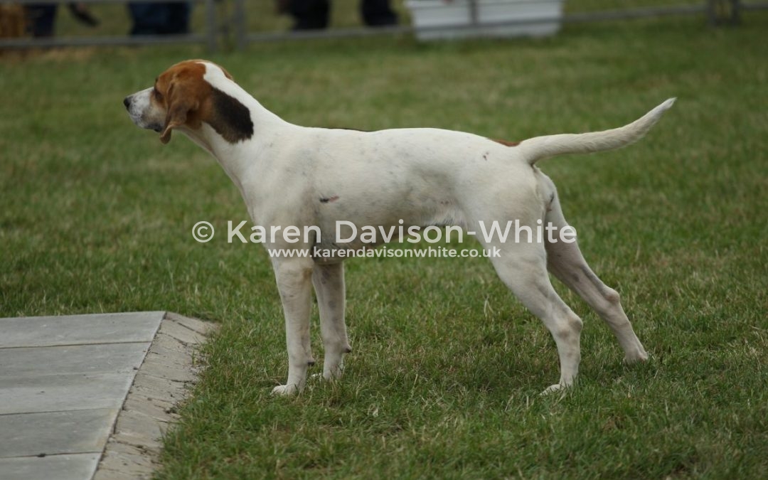 PETERBOROUGH 2017 HARRIERS BITCH HOUND WINNERS