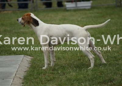 IMG_1200 won ent. stud book and Best Harrier in Show Holcombe Disco karendavisonwhite
