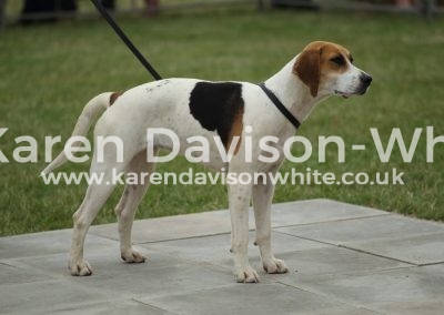 IMG_1210Holcombe Disco best in show karendavisonwhite