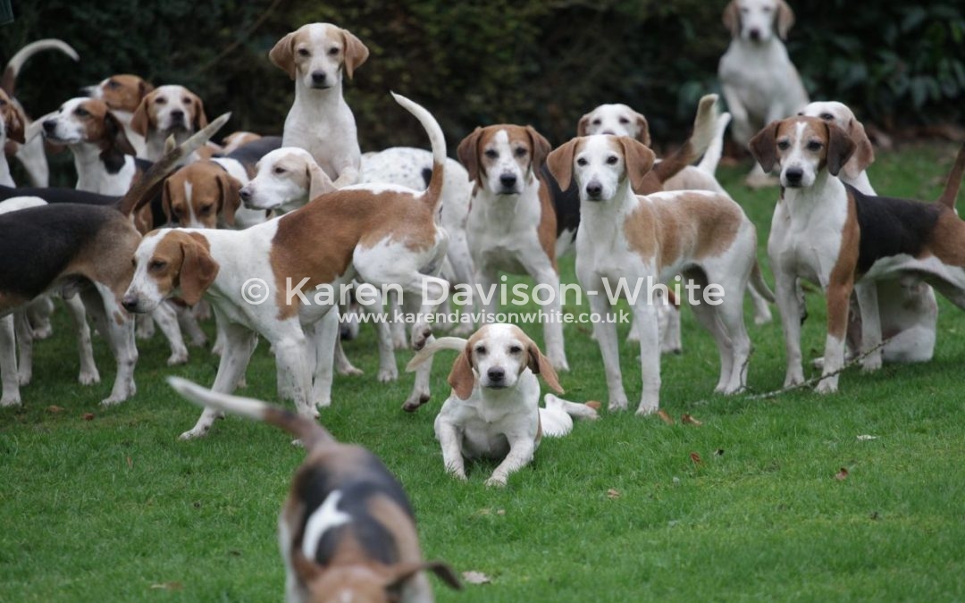 Brighton, Storrington, Surrey and North Sussex Beagles