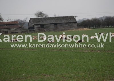 IMG_1429BSSNS karendavisonwhite