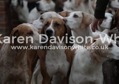 IMG_1480American bred long ears tan and white dog karendavisonwhite