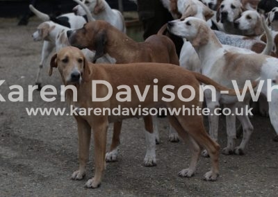 IMG_1541American lines tan and white karendavisonwhite