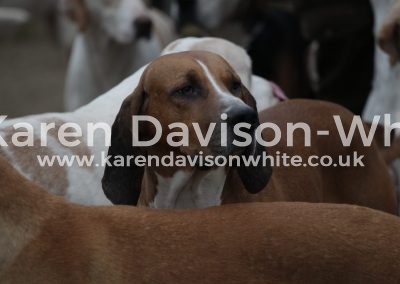 IMG_1544American karendavisonwhite