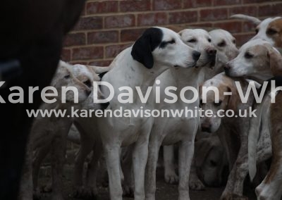 IMG_1555black and white hound Adell kaendavisonwhite