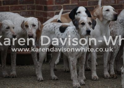 IMG_1560Suffolk Foxhounds karendavisonwhite