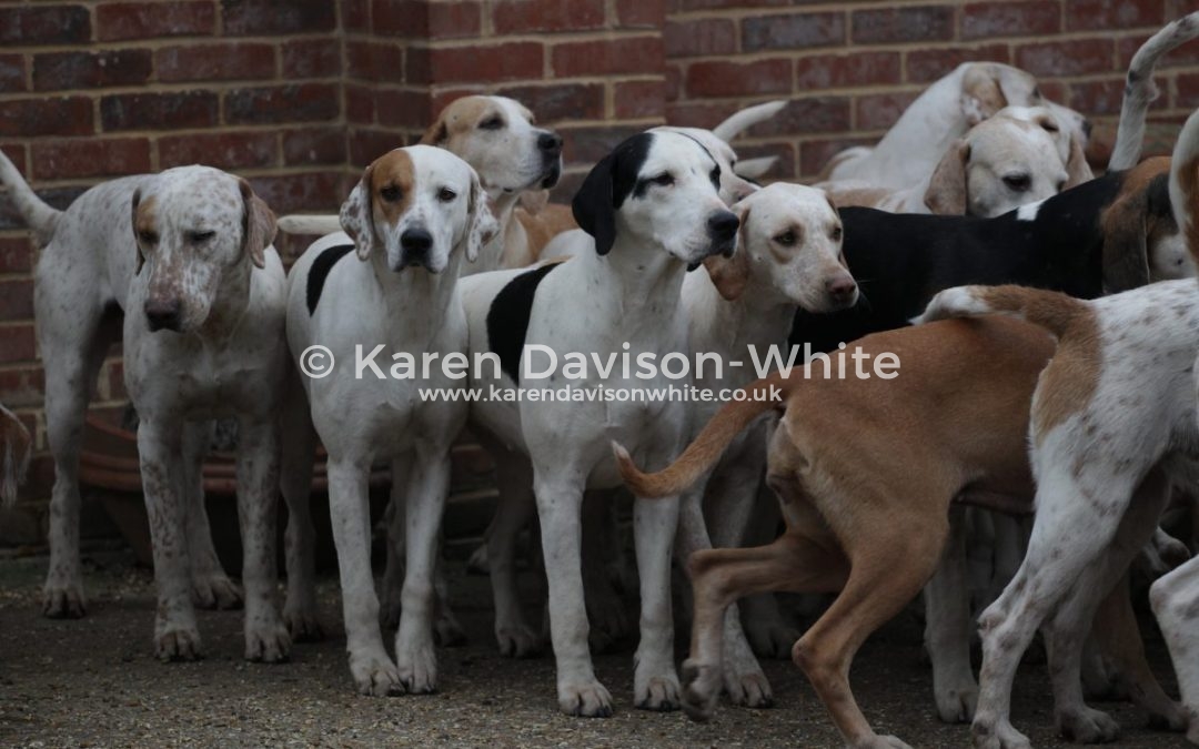 Suffolk Foxhounds – Take one