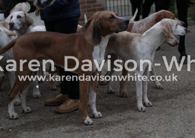 IMG_1568American line tan dog karendavisonwhite
