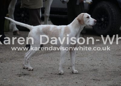 IMG_1576think Russett from a line way back United Raider but you would have to speak to Sean kdw