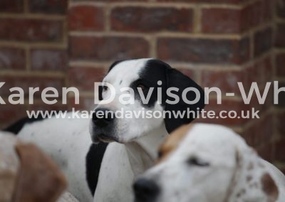 IMG_1580Suffolk Adell karendavisonwhite