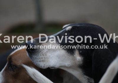 IMG_1581Suffolk Amble karendavisonwhite