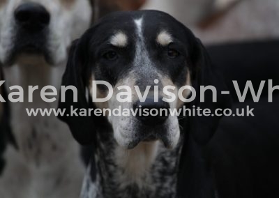 IMG_1586Suffolk Amble karendavisonwhite