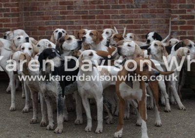 IMG_1587Suffolk Foxhounds karendavisonwhite