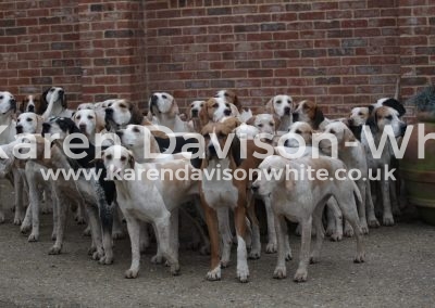 IMG_1588Suffolk Foxhounds karendavisonwhite