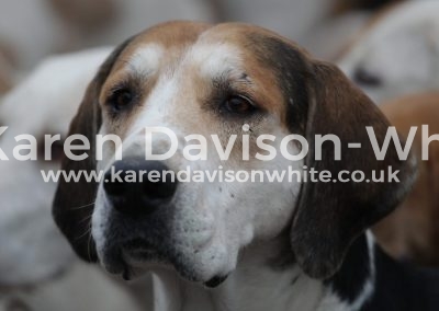 IMG_1590Suffolk A's think Artist karendavisonwhite