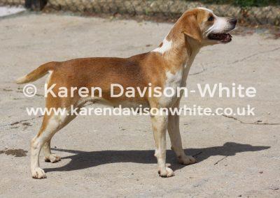 img_1591svb-wishful-karendavisonwhite