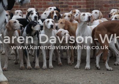 IMG_1602Suffolk Foxhounds karendavisonwhite