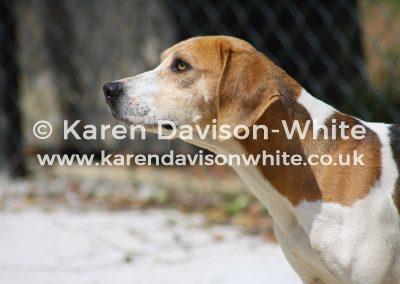 img_1606svb-flighty-karendavisonwhite