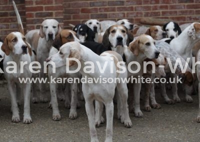 IMG_1631Suffolk Foxhounds karendavisonwhite