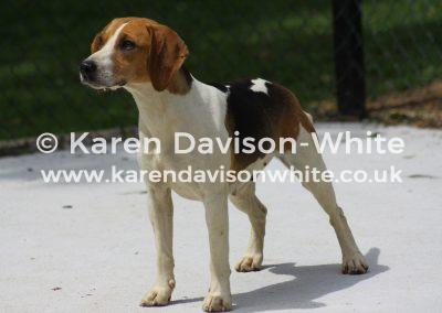 img_1643svb-widgeon-karendavisonwhite