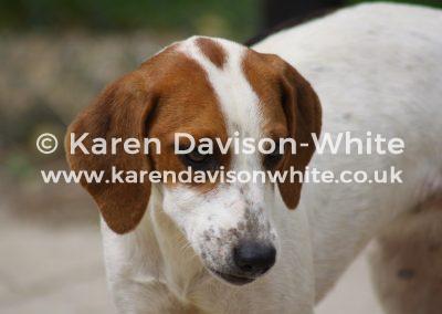 img_1709rac-karendavisonwhite