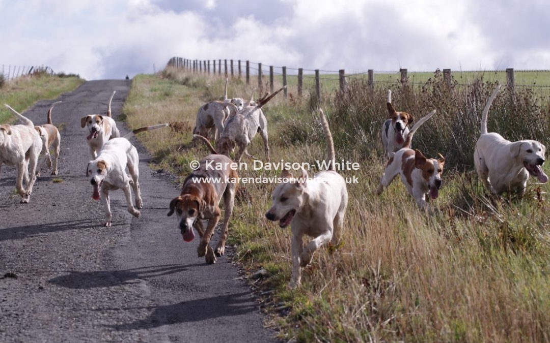 Exmoor Foxhounds 1.8.18