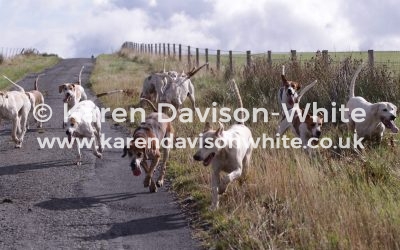 Exmoor Foxhounds 1.8.18