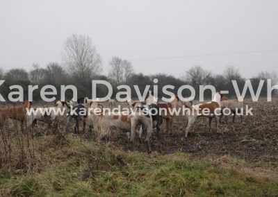 IMG_1786Suffolk foxhounds karendavisonwhite