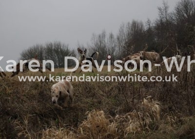 IMG_1794Suffolk foxhounds karendavisonwhite