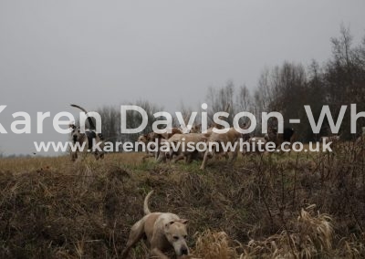 IMG_1795Suffolk Foxhounds karendavisonwhite