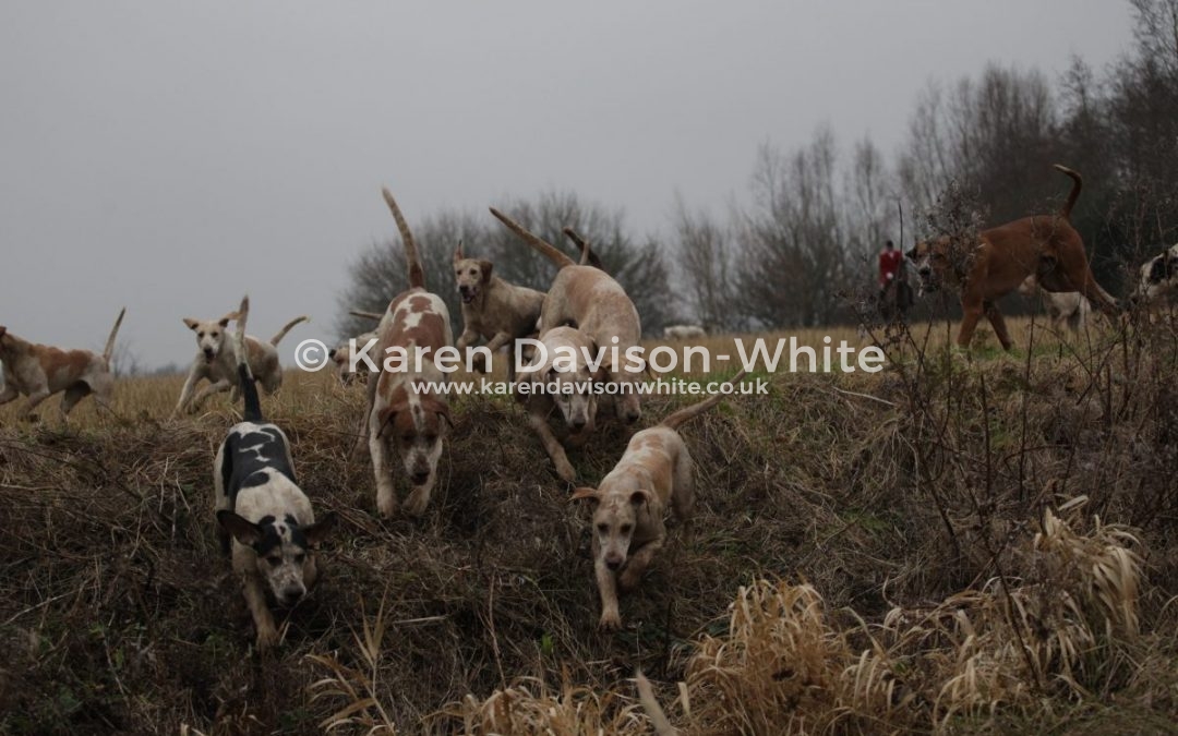 Suffolk Foxhounds – Take two