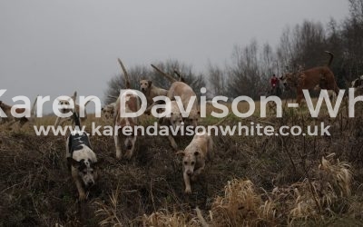 Suffolk Foxhounds – Take two