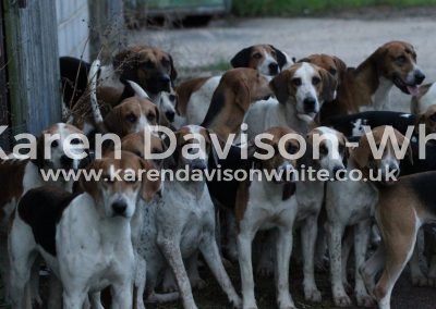 IMG_1818waveney harriers karendavisonwhite