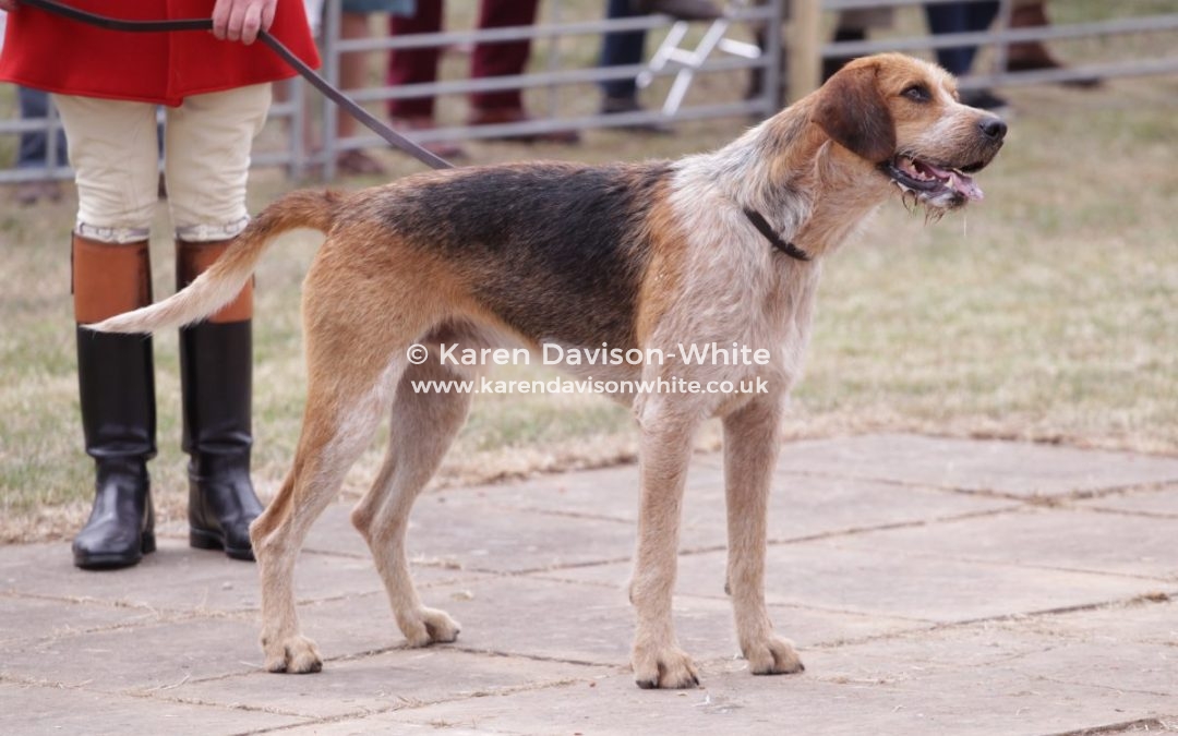 West of England Hound Show, Honiton 2.8.18