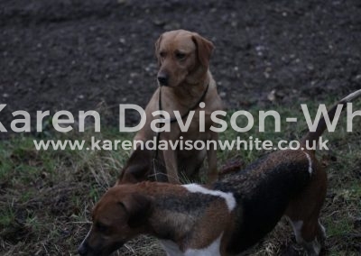 IMG_1973Labrador! karendavisonwhite