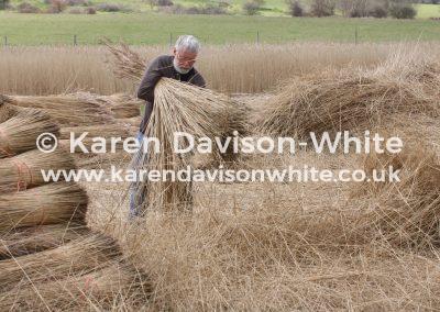 img_1982for-thatching-kdw