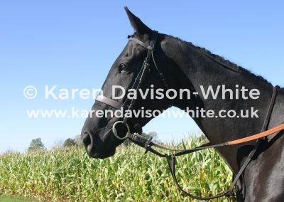 img_2035patrick-karendavisonwhite
