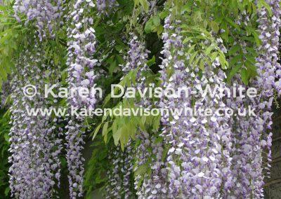 img_2082wisteria-karendavisonwhite-co-uk
