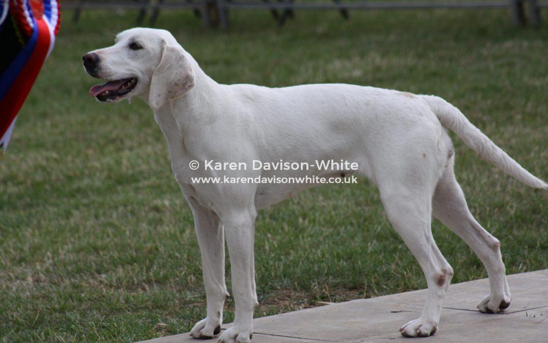 West Country Harriers