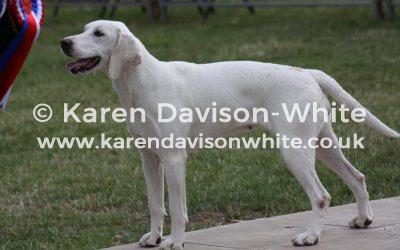 West Country Harriers