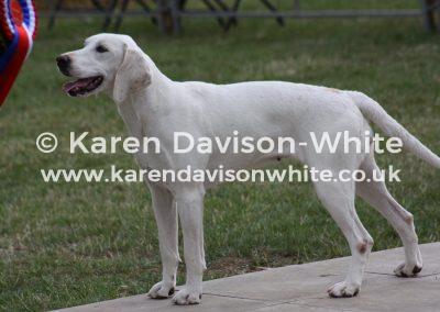 img_2284nnhlapwing-2012-dunston-limerick-karendavisonwhite