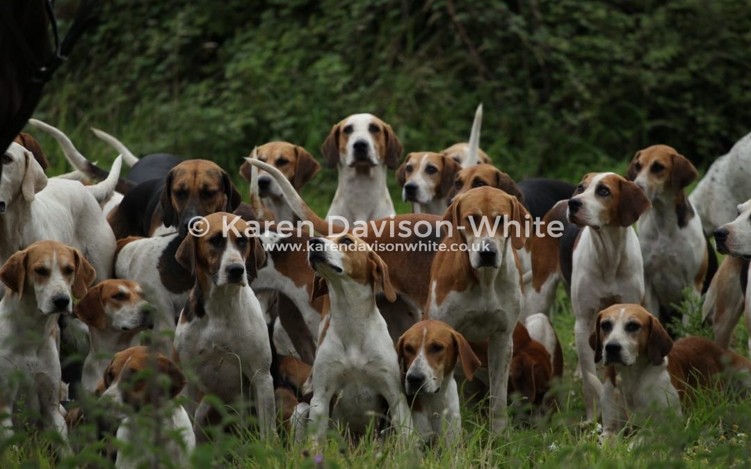 Looking at Hounds (Harriers please) – well mostly.